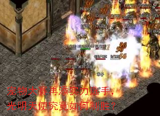 宠物大赛再添实力选手,光明天使究竟如何制胜? 宠物大赛再添实力选手,光明天使究竟如何制胜?